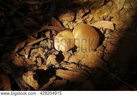 Fungus In The Early Morning Sunlight At Bouddi National Park