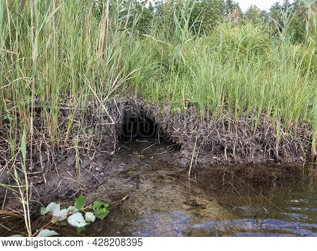 Close-up Of A Hut And A Beaver Platinum, A Beaver's Dwelling