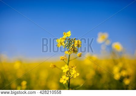 Yellow Rapeseed Flowers In A Field Against A Blue Sky. Yellow Rapeseed Flowers, Rape, Colza, Rapasee