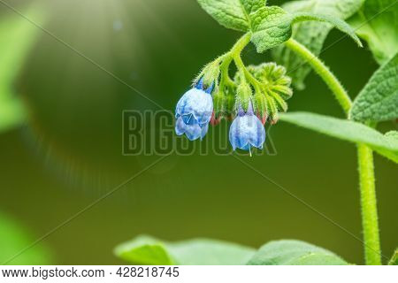 Beautiful Blue Flowers Of Symphytum Caucasicum, Also Known As The Beinwell, Blue Comfrey, Or Caucasi