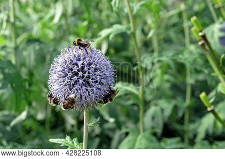 Blooming Lilac Echinops Or Thistle Flower (echinops Ritro) With Bees Collecting Pollen.