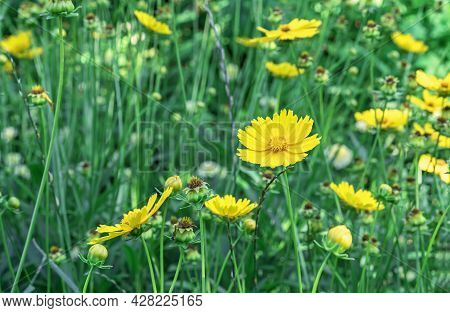 Blooming Yellow Coreopsis (coreopsis Lanceolata) In The Summer Garden.