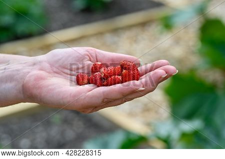 Wild Strawberries Handpicked In Garden Ready To Eat