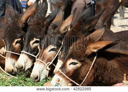 Asini in vendita