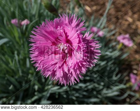 Closeup Of Bright Pink Flower - Common Pink, Garden Pink Or Wild Pink (dianthus Plumarius) With Symm