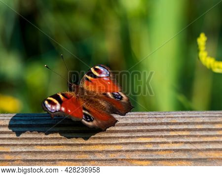Macro Shot Of Beautiful Colourful Butterfly - European Peacock Or Peacock Butterfly (aglais Io) On T