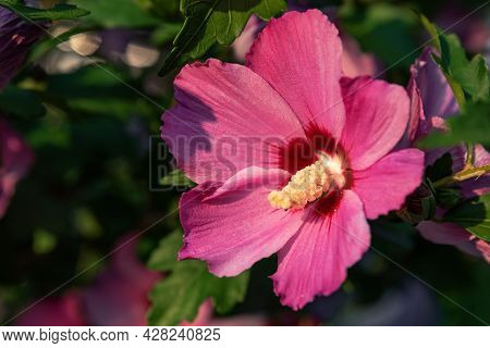 Hollyhock Mallow Close-up. Floral Background Of Large Pink Mallow Flowers. Blooming Musky Mallow In 