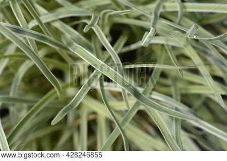 Variegated Society Garlic Leaves - Latin Name - Tulbaghia Violacea Variegata