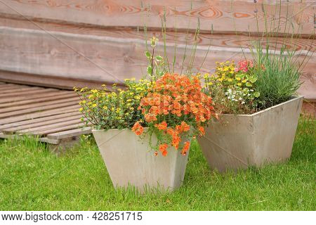 Orange Nemesia Or Cape Jewels Flower . Summer Garden Inspiration For Container Plants.