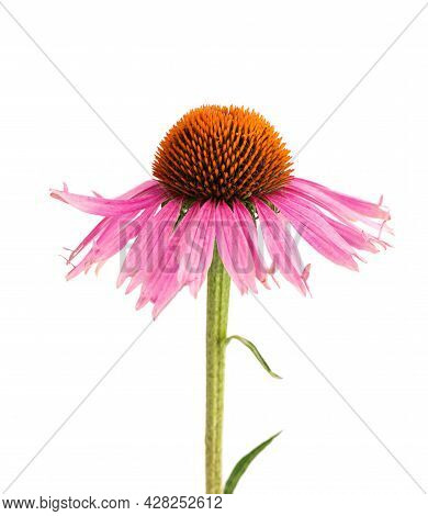 Echinacea Purpurea Flowers Isolated On White Background. Medicinal Herbal Plant.