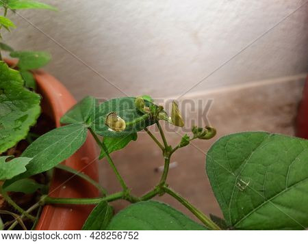 Beautiful Home Terrace Pot Grown Green Gram Plant With Hairy In A Seeds Bunch Isolated On White Wall