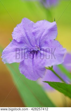 Beautiful Purple Flowers In The Garden Photo