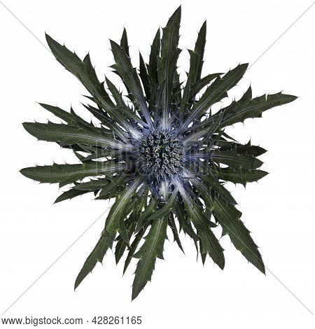 Top View Of Single Mediterranean Sea Holly Aka Eryngium Bourgatii Flower Head. Isolated On A White B