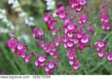 Full Frame Image Of Dark Pink And White Penstemon Flowers