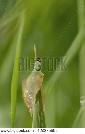 A Small Amber Snail (succinea) Infected With The Parasite Leucochloridium Paradoxum On Green Grass.s
