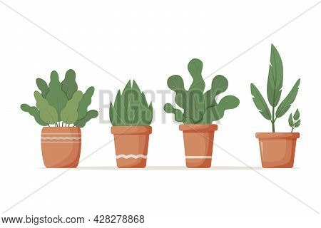 Indoor Green Flowers In Clay Pots, Isolated On White Background. Cute Curly  Leaves Of Houseplants. 