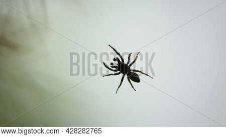Small Spider On A Window Pane Against A Light Sky Background. Tiny Spider Insect. Isolated On Light.