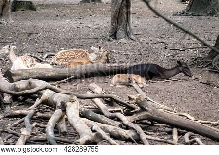 Some Deer Lie In A Clearing In The Forest.
