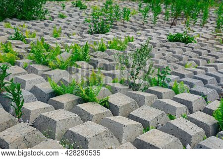 Terrain Covered With Flexible Concrete Mat To Prevent Erosion, Laid On The Ground, With Ferns Growin