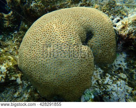 Stony Coral Knob Coral (dipsastraea Lacuna, Originally Called Favia Lacuna) Undersea, Red Sea, Egypt
