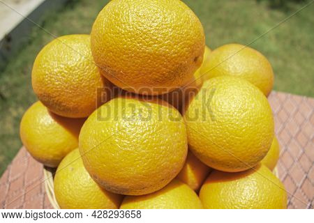 Farm Fresh Heaps Of Citrus Fruits Maltas In Wicker Basket. Organic Orange Like Malta Fruits, Mosambi