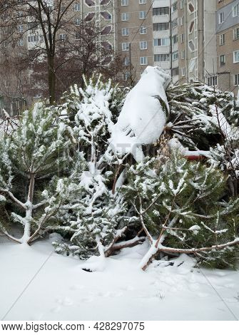 Wasted Christmas (new Year) Trees On The Landfill. Ecological Issues.