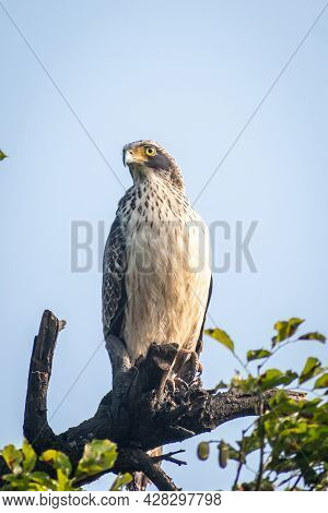 Crested Serpent Eagle Juvenile Spotted At At Satara City