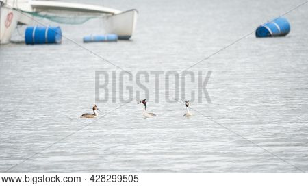 The Beautiful Display Of Courting Great Crested Grebes During Spring Time, In The Harbour Of Scharda