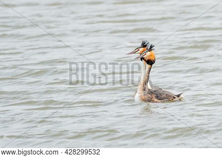 Swimming Up Together. Couple Of Great Crested Grebes During The Beautiful Display Of Courting. Schar