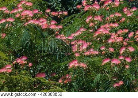 Flowers Of Albizia Julibrissin With Fluffy Bright Pink Flowers, Close-up. Albizia Is A Species Of Tr