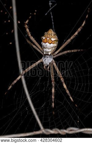 Adult Female Silver Garden Orbweaver