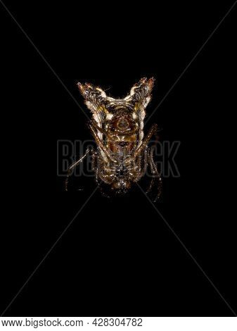 Small Orbweaver Spider