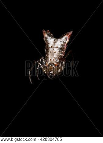Small Orbweaver Spider
