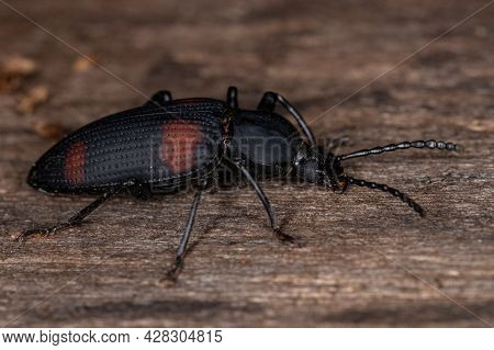 Adult Darkling Beetle