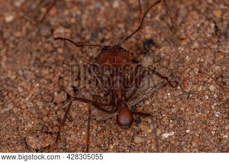 Atta Leaf-cutter Ant