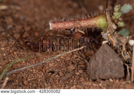 Atta Leaf-cutter Ant