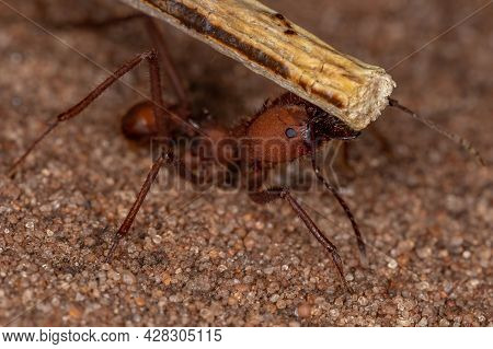 Atta Leaf-cutter Ant