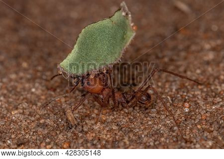 Atta Leaf-cutter Ant