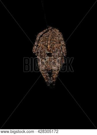 Small Orbweaver Spider