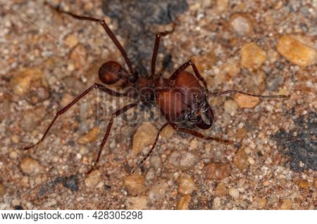 Atta Leaf-cutter Ant