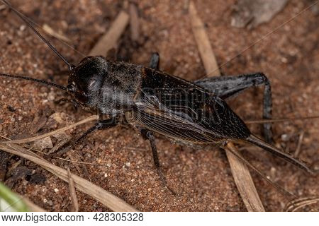Adult Field Cricket Of The Subfamily Gryllinae