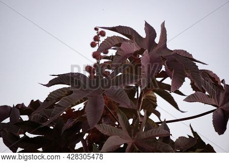 Red Castor Bean Plant