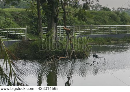 Super Cyclone Amphan Uprooted Trees Which Fell On A Pond. The Devastation Has Made Many Trees Fall. 