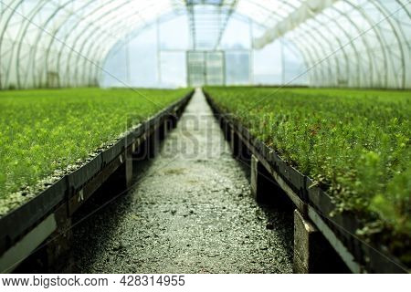 A Greenhouse For Growing Plants And Trees. A Modern Large Greenhouse With Spruce And Pine Seedlings.