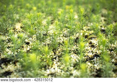 Green Seedlings Of Coniferous Trees. A Greenhouse For Growing Plants And Trees.