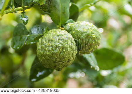 Fresh Bergamots And Leaves On Tree With Water Drops On Them Fruity With Herbaceous Bergamia Aroma