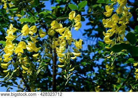 Tree With Yellow Flowers And Buds Of Laburnum Anagyroides, The Common Laburnum, Golden Chain Or Gold