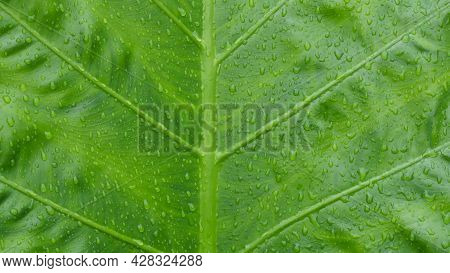 Rain Drops On Fresh Leaves Of Great Caladium