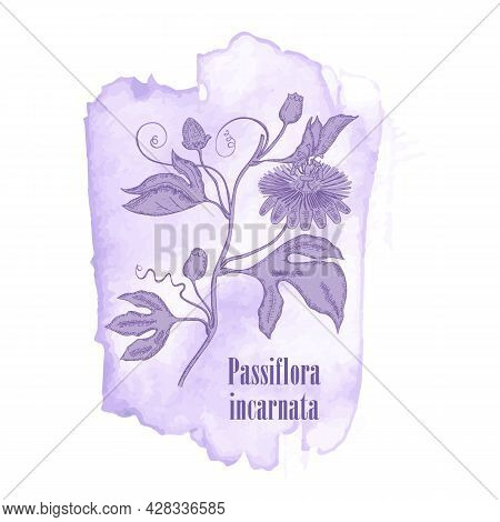 Badge With Cornflower Plant And Watercolor Spots