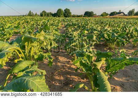 Agricultural Field With Dehydrated Sugar Beet On A Hot Sunny Summer Day. Concept Of Crop Dewatering